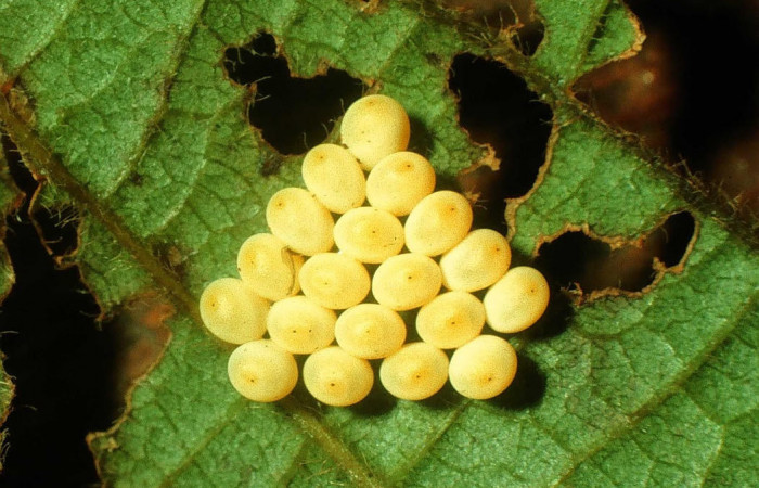 Fig.7. Mostrando huevos de <i>Gamelia musta</i></i>. Voucher : 97-SRNP-1514-DHJ41632.jpg.
