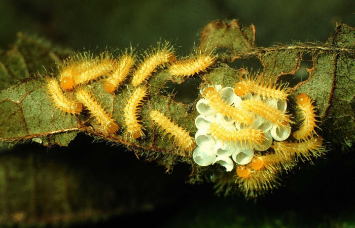 Fig.8. Mostrando larvitas recien nacidas de <i>Gamelia musta</i></i>. Voucher : 97-SRNP-1514-DHJ41629.jpg.
