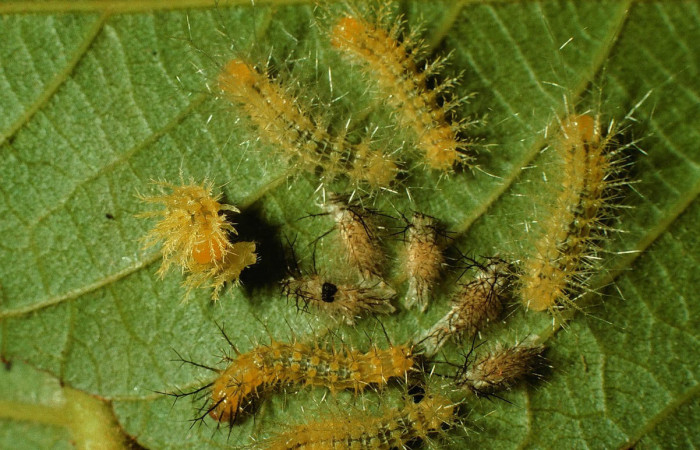 Fig.9. Larva de <i>Gamelia musta</i></i>, mudando a tercer estadio de 11mm de longitud. Voucher : 97-SRNP-1514-DHJ41648.jpg.