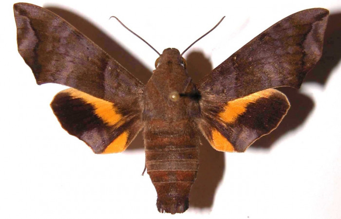 Fig.01. Adulto de <i>Perigonia</i></i> ilusDHJ01 (Sphingidae), hembra vista dorsal, 51mm de envergadora. Voucher: 90-SRNP-726-DHJ37486.jpg.