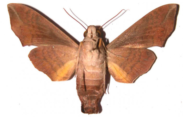Fig.02. Adulto de <i>Perigonia </i></i>ilusDHJ01 (Sphingidae), hembra vista ventral, 51mm de envergadura. Voucher: 90-SRNP-726-DHJ37487.jpg.