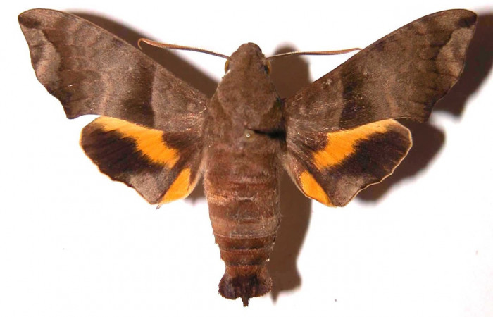 Fig.03. Adulto de <i>Perigonia</i></i> ilusDHJ01 (Sphingidae), macho en vista dorsal, 52mm de envergadura. Voucher: 98-SRNP-8807-DHJ37488.jpg.