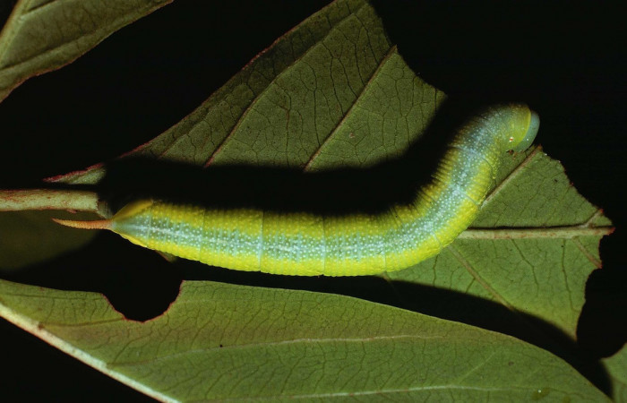 Fig. 05. Larva de <i>Perigonia</i></i> ilusDHJ01 (Sphingidae) en último estadío, vista dorsal, 58mm de longitud. Voucher: 80-SRNP-193-DHJ1227.jpg.
