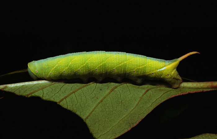 Fig. 06. Larva de <i>Perigonia</i></i> ilusDHJ01 (Sphingidae) en último estadío, vista lateral, 58mm de longitud. Voucher: 80-SRNP-193-DHJ1230.jpg.