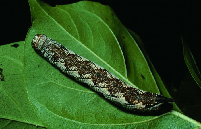 Fig. 07. Larva de <i>Perigonia</i></i> ilusDHJ01 (Sphingidae) en último estadío, vista dorsal, 58mm de longitud. Voucher: 82-SRNP-371-DHJ4144.jpg.