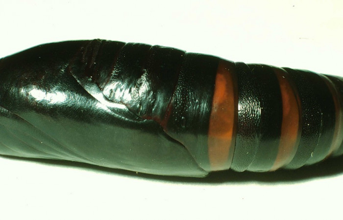Fig. 08. Pupa de <i>Perigonia</i></i> ilusDHJ01 (Sphingidae), vista lateral, 56mm de longitud. Voucher: 01-SRNP-14555-DHJ58732.jpg.