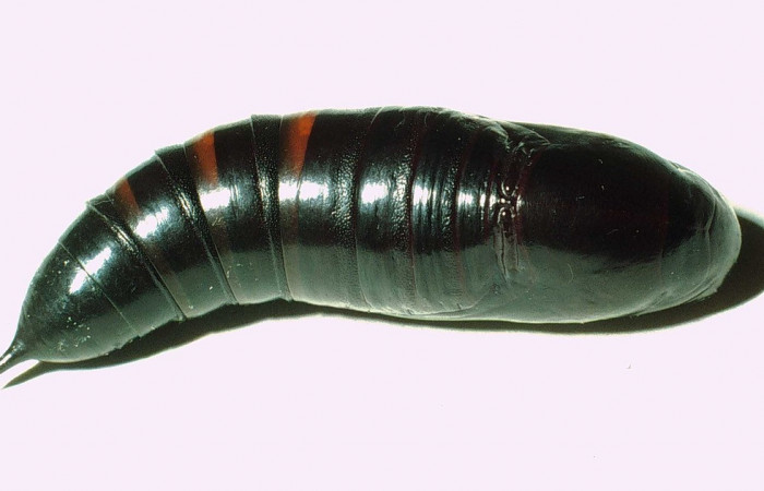 Fig. 09. Pupa de <i>Perigonia</i></i> ilusDHJ01 (Sphingidae), vista dorsal, 56mm de longitud. Voucher: 01-SRNP-14555-DHJ58746.jpg.