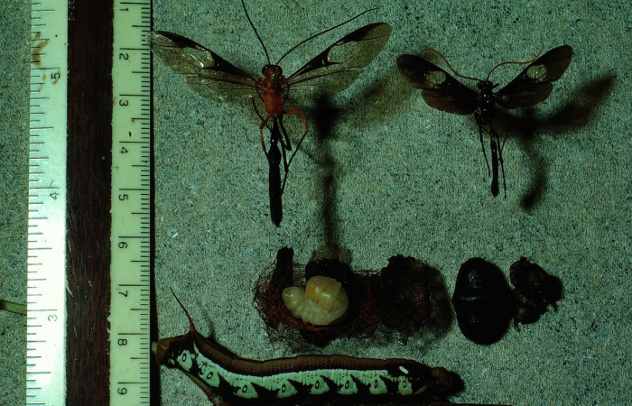 Fig. 10. Adultos y larvas de parasitoidea de <i>Perigonia</i></i> ilusDHJ01 (Sphingidae), fotografía D. H. Janzen, 24 Jun 1984. Voucher: 84-SRNP-745-DHJ7644.jpg.