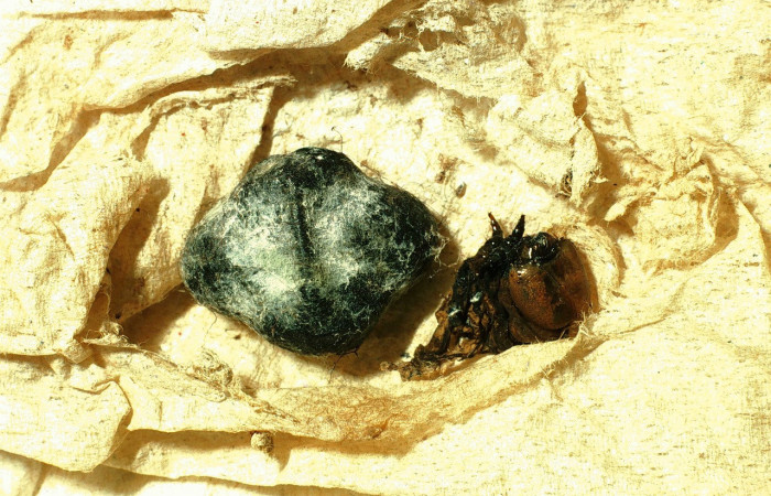 Fig. 11. Capullo de parásito de <i>Perigonia</i></i> ilusDHJ01, Hymenoptera, Ichneumonidae, 18mm de longitud, <i>Thyreodon maculipennis</i></i>. Voucher: 01-SRNP-14556-DHJ60980.jpg.