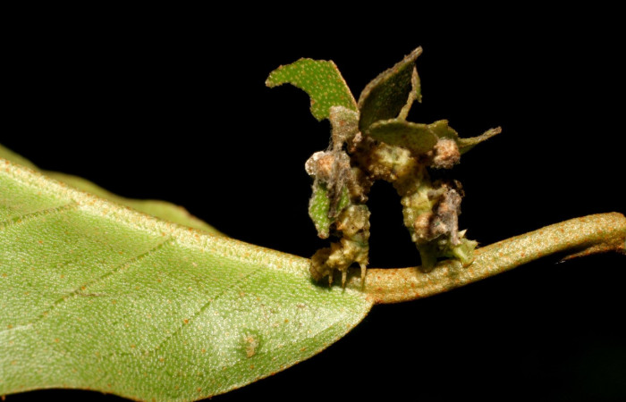 Figura 10. Larva <i>Synchlora pulchrifimbria</i></i> (Geometridae), color verde oscuro, posición dorsal, mide 14 mm aproximadamente. Planta hospedera <i>Croton schiedeanus</i></i>, (Euphorbiaceae). Voucher: 07-SRNP-41991-DHJ433725.jpg.
