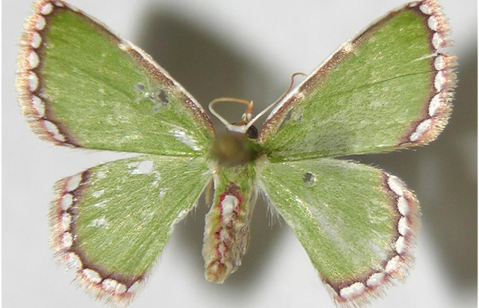 Figura 11.Adulto <i>Synchlora pulchrifimbria</i></i> (Geometridae) posición dorsal, mide 15mm. Voucher: 07-SRNP-41991-DHJ380968.