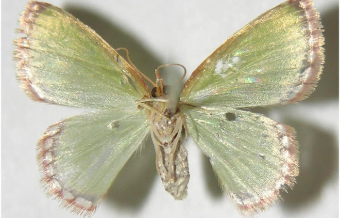 Figura 12.Adulto <i>Synchlora pulchrifimbria</i></i> (Geometridae) posición dorsal, mide 15mm. Voucher: 07-SRNP-41991-DHJ380969.