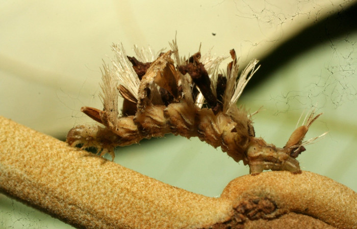 Figura 13. Larva <i>Synchlora dependens</i></i> (Geometridae), color verde oscuro, posición lateral, mide 25 mm aproximadamente. Planta hospedera <i>Piptocarpha poeppigiana</i></i>, (Asteraceae). Voucher: 11-SRNP-31487-DHJ494307.jpg.
