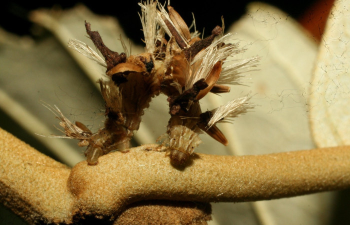 Figura 14. Larva <i>Synchlora dependens</i></i> (Geometridae), color verde oscuro, posición lateral, mide 25 mm aproximadamente. Planta hospedera <i>Piptocarpha poeppigiana</i></i>, (Asteraceae). Voucher: 11-SRNP-31487-DHJ494309.jpg.