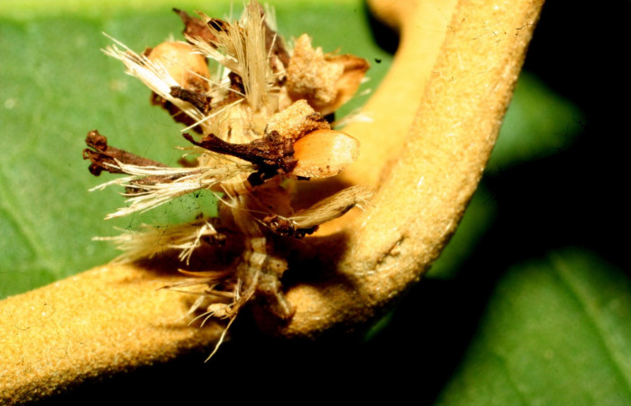 Figura 15. Larva <i>Synchlora dependens</i></i> (Geometridae), color verde oscuro, posición lateral, mide 25 mm aproximadamente. Planta hospedera <i>Piptocarpha poeppigiana</i></i>, (Asteraceae). Voucher: 11-SRNP-31487-DHJ494312.jpg.