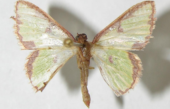 Figura 16.Adulto <i>Synchlora dependens</i></i> (Geometridae) posición dorsal, mide 15mm. Voucher: 11-SRNP-31487-DHJ548782.