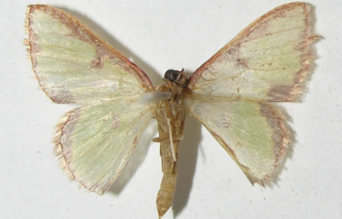 Figura 17.Adulto <i>Synchlora dependens</i></i> (Geometridae) posición ventral, mide 15mm. Voucher: 11-SRNP-31487-DHJ548783.