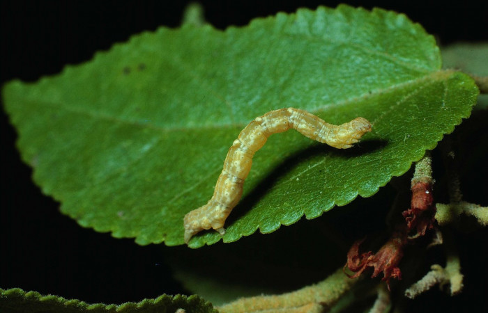 Figura 18. Larva <i>Synchlora frondaria</i></i> (Geometridae), color verde oscuro, posición lateral, mide 25 mm aproximadamente. Planta hospedera <i>Guazuma ulmifolia</i></i> (Malvaceae) Voucher: 83-SRNP-141-DHJ5186.jpg.