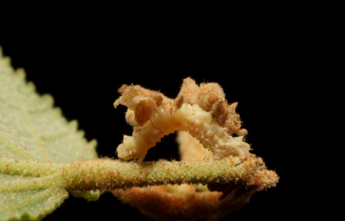 Figura 19. Larva <i>Synchlora frondaria</i></i> (Geometridae), color crema, posición lateral, mide 25 mm aproximadamente. Planta hospedera <i>Guazuma ulmifolia</i></i> (Malvaceae) Voucher: 15-SRNP-10015-DHJ804656.jpg.