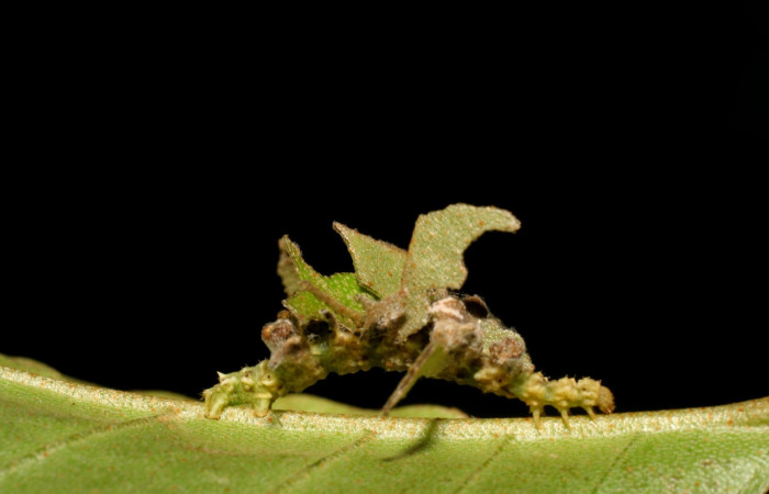 Figura 2. Larva <i>Synchlora pulchrifimbria</i></i> (Geometridae), color verde oscuro, posición lateral, mide 15 mm aproximadamente. Planta hospedera <i>Croton schiedeanus</i></i>, (Euphorbiaceae). Voucher: 07-SRNP-41991-DHJ433723.jpg.
