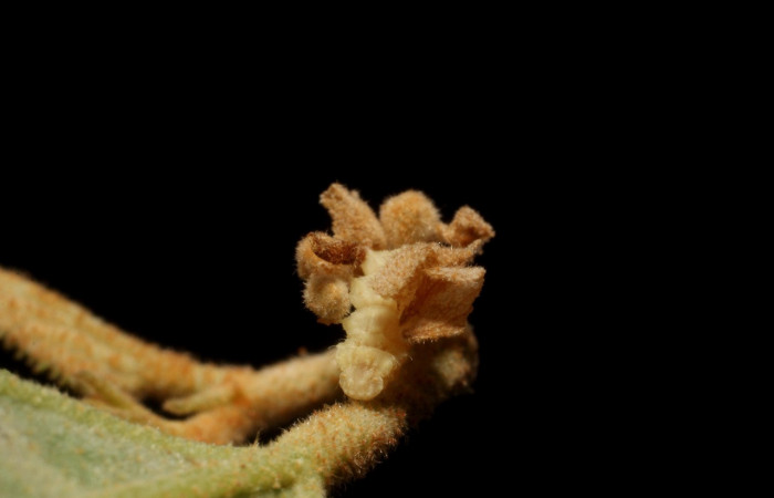 Figura 20. Larva <i>Synchlora frondaria</i></i> (Geometridae), color crema, posición lateral, mide 25 mm aproximadamente. Planta hospedera <i>Guazuma ulmifolia</i></i> (Malvaceae) Voucher: 15-SRNP-10015-DHJ804658.jpg.