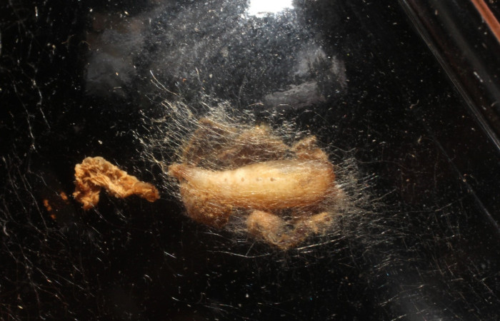 Figura 21. Pupa <i>Synchlora frondaria</i></i> (Geometridae), color crema, posición dorsal. Voucher: 15-SRNP-10015-DHJ804979.jpg.