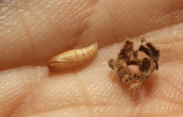 Figura 22. Pupa <i>Synchlora frondaria</i></i> (Geometridae), color crema, posición dorsal. Voucher: 15-SRNP-10015-DHJ804981.jpg.