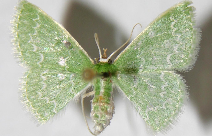 Figura 23.Adulto <i>Synchlora frondaria</i></i> (Geometridae) posición dorsal, mide 15mm. Voucher:  90-SRNP-134-DHJ356882.