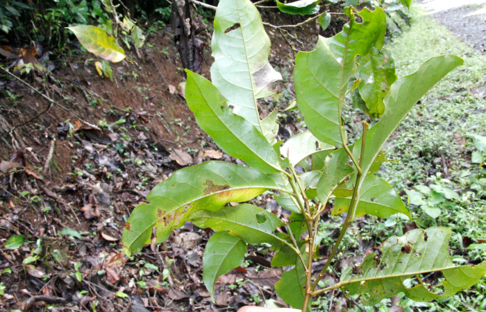 Figura 25. Planta hospedera <i>Croton schiedeanus</i></i>, (Euphorbiaceae). Parte enfocada rama has, Estación Caribe, Area de Conservación Guanacaste, Foto Jose Perez, septiembre 2022.