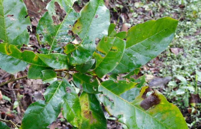 Figura 26. Planta hospedera <i>Croton schiedeanus</i></i>, (Euphorbiaceae). Parte enfocada envés, Estación Caribe, Area de Conservación Guanacaste, Foto Jose Perez, septiembre 2022.