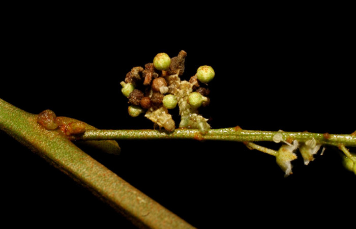 Figura 3. Larva <i>Synchlora pulchrifimbria</i></i> (Geometridae), color verde oscuro, posición lateral dorsal, mide 15 mm aproximadamente. Planta hospedera <i>Croton schiedeanus</i></i>, (Euphorbiaceae). Voucher: 07-SRNP-41991-DHJ433715.jpg.