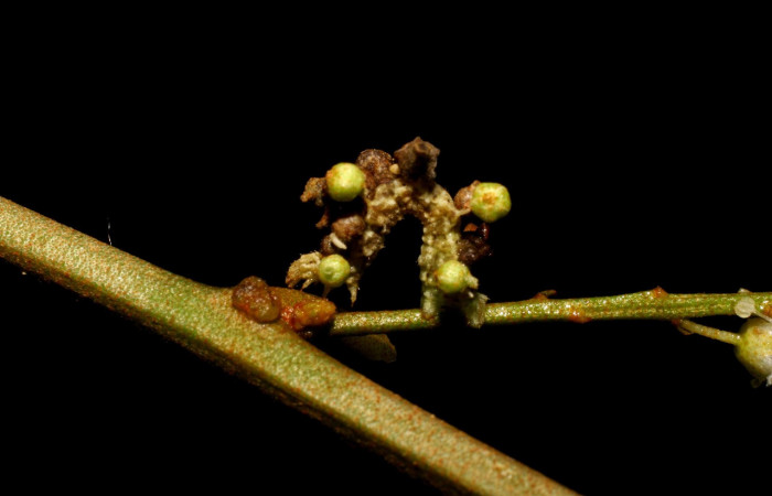 Figura 4. Larva <i>Synchlora pulchrifimbria</i></i> (Geometridae), color verde oscuro, posición lateral, mide 14 mm aproximadamente. Planta hospedera <i>Croton schiedeanus</i></i>, (Euphorbiaceae). Voucher: 07-SRNP-41991-DHJ433716.jpg.