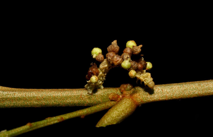 Figura 5. Larva <i>Synchlora pulchrifimbria</i></i> (Geometridae), color verde oscuro, posición lateral frontal, mide 14 mm aproximadamente. Planta hospedera <i>Croton schiedeanus</i></i>, (Euphorbiaceae). Voucher: 07-SRNP-41991-DHJ433717.jpg.