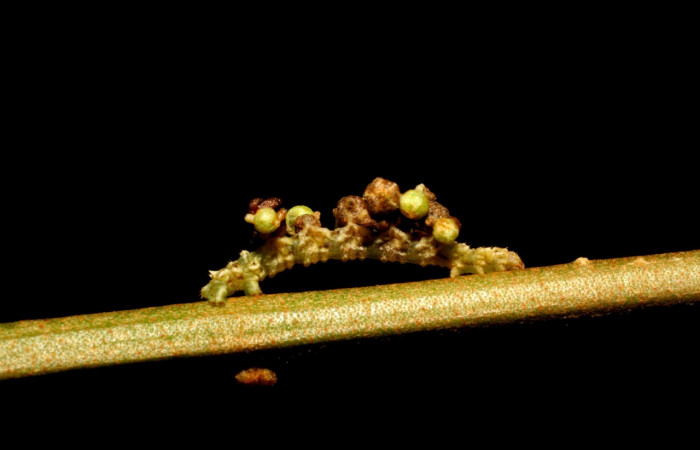 Figura 6. Larva <i>Synchlora pulchrifimbria</i></i> (Geometridae), color verde oscuro, posición lateral , mide 14 mm aproximadamente. Planta hospedera <i>Croton schiedeanus</i></i>, (Euphorbiaceae). Voucher: 07-SRNP-41991-DHJ433718.jpg.