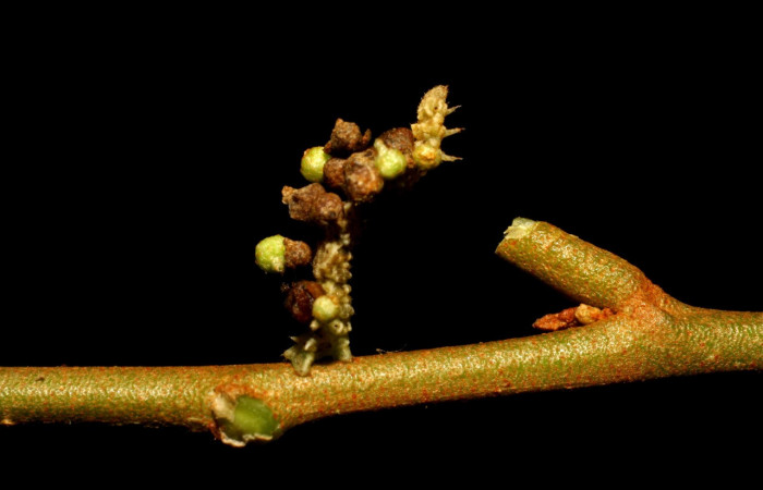 Figura 7. Larva <i>Synchlora pulchrifimbria</i></i> (Geometridae), color verde oscuro, posición lateral , mide 14 mm aproximadamente. Planta hospedera <i>Croton schiedeanus</i></i>, (Euphorbiaceae). Voucher: 07-SRNP-41991-DHJ433719.jpg.