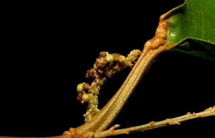 Figura 8. Larva <i>Synchlora pulchrifimbria</i></i> (Geometridae), color verde oscuro, posición lateral , mide 14 mm aproximadamente. Planta hospedera <i>Croton schiedeanus</i></i>, (Euphorbiaceae). Voucher: 07-SRNP-41991-DHJ433722.jpg.