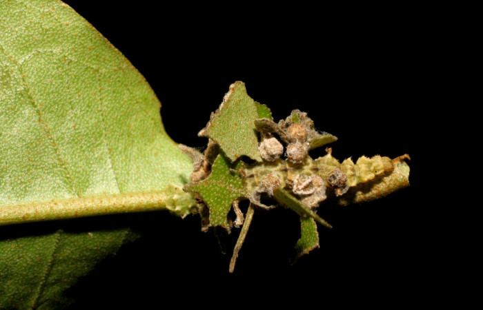 Figura 9. Larva <i>Synchlora pulchrifimbria</i></i> (Geometridae), color verde oscuro, posición dorsal, mide 14 mm aproximadamente. Planta hospedera <i>Croton schiedeanus</i></i>, (Euphorbiaceae). Voucher: 07-SRNP-41991-DHJ433724.jpg.