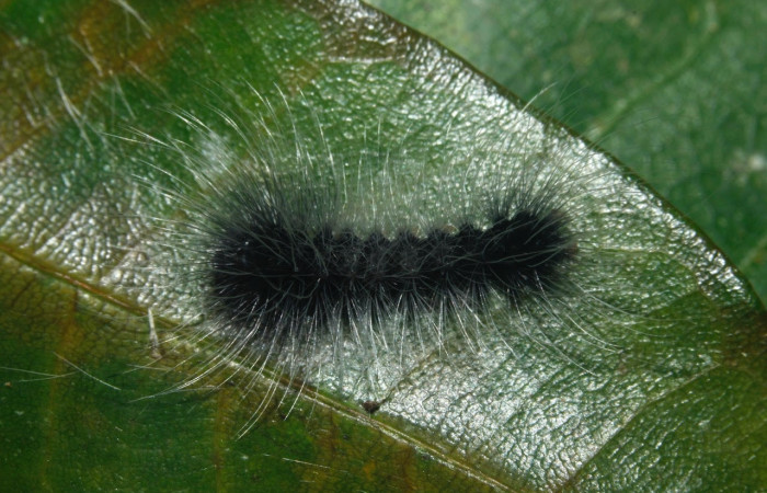 Fig. 10 Larva <i>Belemnia inaurata</i></i>, Erebidae, Pu estadio, mostrando la posición dorsal entero. Voucher: 16-SRNP-27468-DHJ730800.jpg.