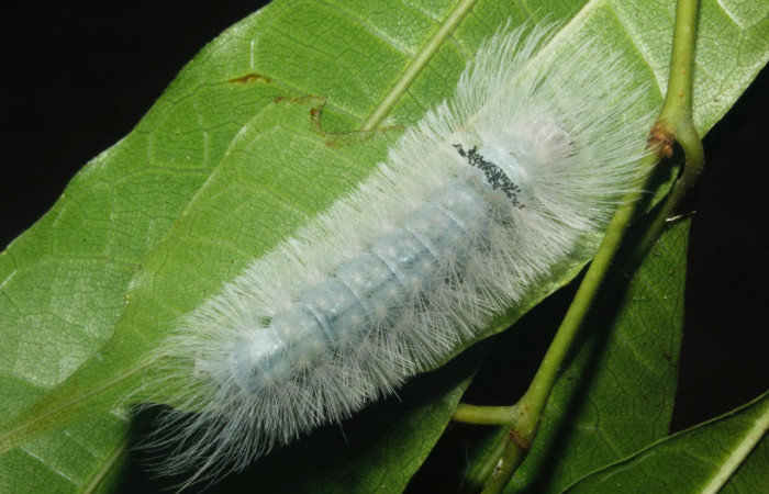 Fig. 11 Larva <i>Belemnia inaurata</i></i>, Erebidae, mostrando la posición dorsal entero. Voucher: 16-SRNP-27463-DHJ730795.jpg.