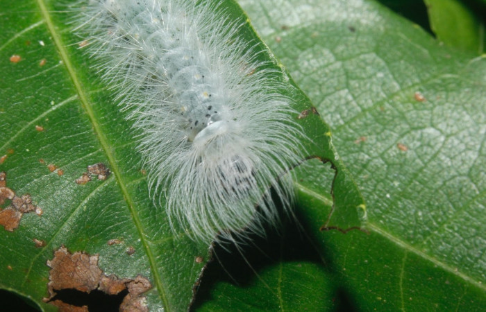 Fig. 12 Larva <i>Belemnia inaurata</i></i>, Erebidae, mostrando la posición frontal. Voucher: 16-SRNP-27462-DHJ730792.jpg.