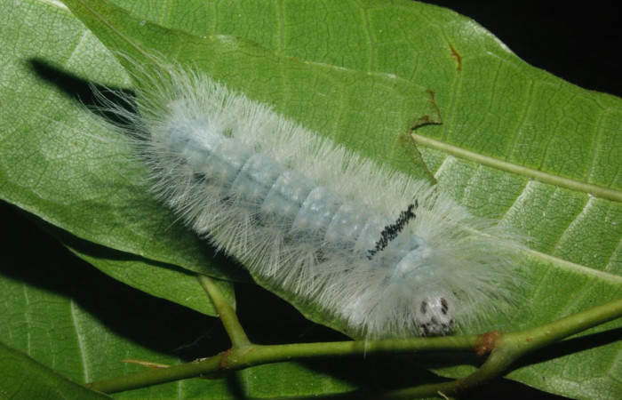 Fig. 13 Larva <i>Belemnia inaurata</i></i>, Erebidae, mostrando la posición frontal, estadio Ultimo Voucher: 16-SRNP-27463-DHJ730796.jpg.