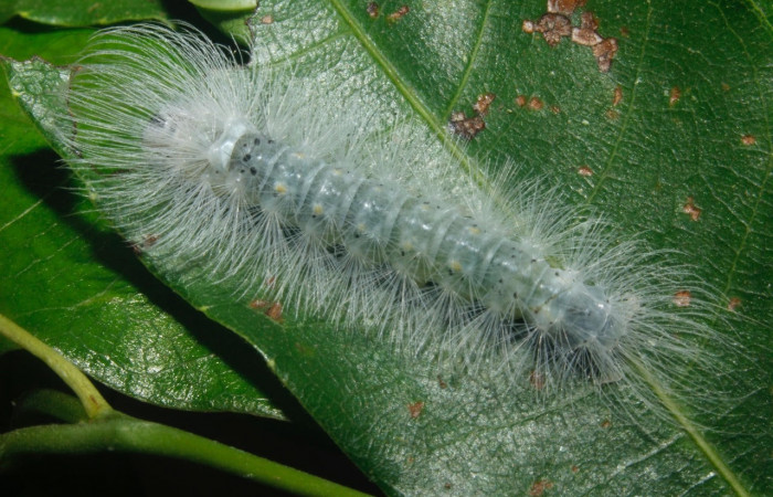 Fig. 14 Larva <i>Belemnia inaurata</i></i>, Erebidae, mostrando la posición dorsal entero, estadio Ultimo. Voucher: 16-SRNP-27462-DHJ730793.jpg.