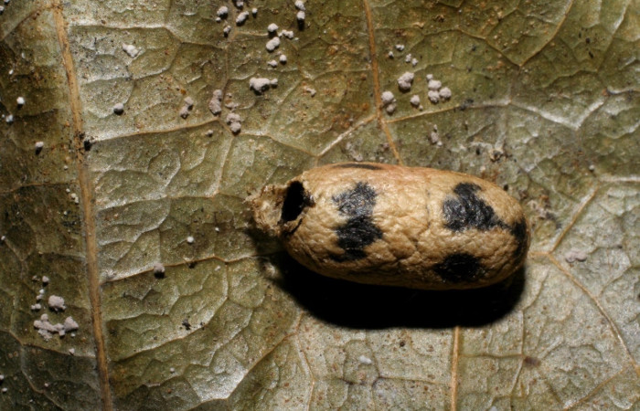 Fig. 15 Capullo de la larva <i>Belemnia trotschi</i></i>, adentro parásitos <i>Casinaria</i></i> CAS-04/09DHJ01 familia (Ichneumonidae). Voucher: 06-SRNP-8959-DHJ420834.jpg.