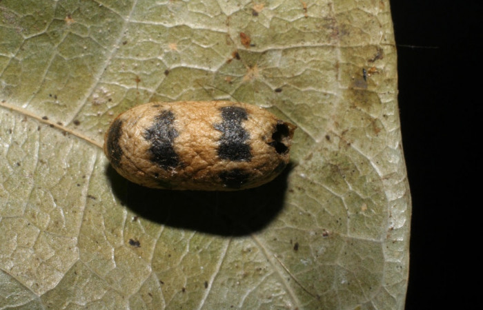 Fig. 16 Capullo de la larva <i>Belemnia trotschi</i></i>, adentro parásitos <i>Casinaria</i></i> CAS-04/09DHJ01 familia (Ichneumonidae). Voucher: 06-SRNP-6346-DHJ424638.jpg.