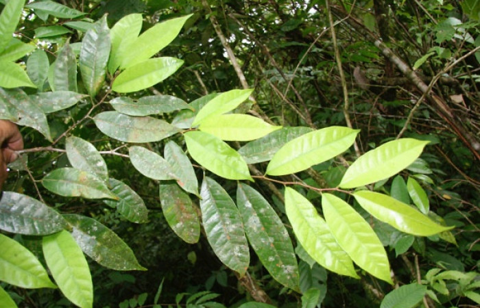 Fig. 17 Planta <i>Brosimum guianense</i></i> (Moraceae), hospedera de la larva <i> Belemnia inaurata</i></i>, (Erebidae), Estación Caribe, foto
Jorge Hernandez, 30 Setiembre 2008
