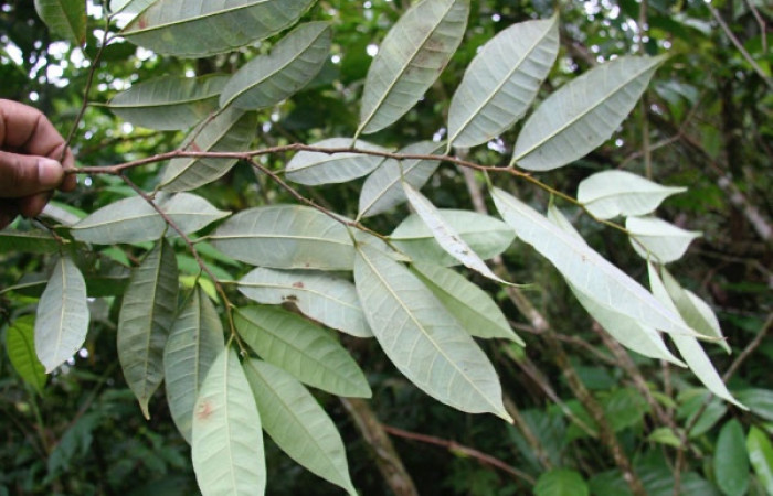 Fig. 18 Planta <i>Brosimum guianense</i></i> (Moraceae), hospedera de la larva <i> Belemnia inaurata</i></i>, (Erebidae), Estación Caribe, foto
Jorge Hernandez, 30 Setiembre 2008
