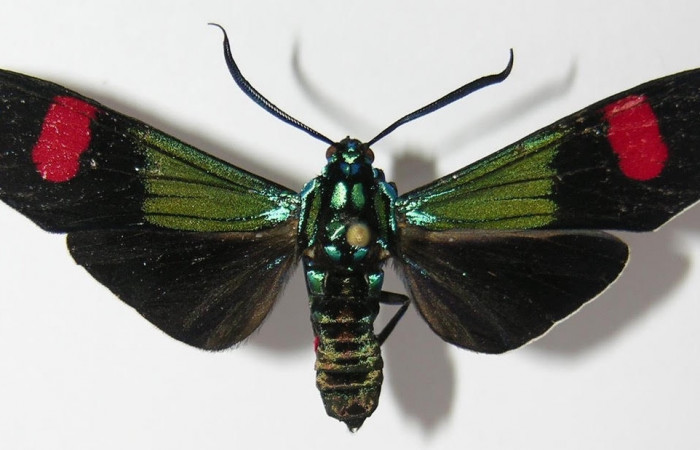 Fig.1 Adulto <i>Belemnia inaurata</i></i>, Erebidae, mostrando la parte dorsal. Voucher: 12-SRNP-65498-DHJ579788.
