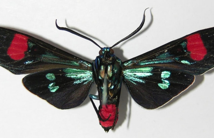 Fig.2 Adulto  <i>Belemnia inaurata</i></i> Erebidae, mostrando la parte ventral. Voucher: 12-SRNP-65498-DHJ579789.
