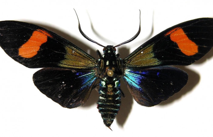 Fig.3 Adulto <i>Belemnia trotschi</i></i>, Erebidae, mostrando la parte dorsal. Voucher: 03-SRNP-7813-DHJ92348.