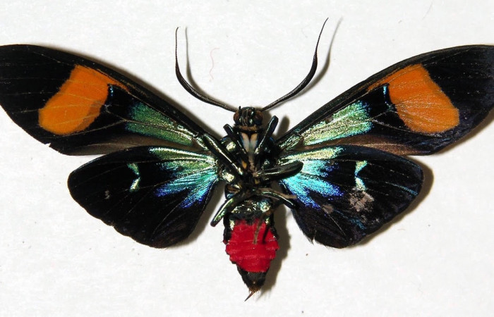 Fig.4 Adulto <i>Belemnia trotschi</i></i>, Erebidae, mostrando la parte dorsal. Voucher: 03-SRNP-7813-DHJ92349.